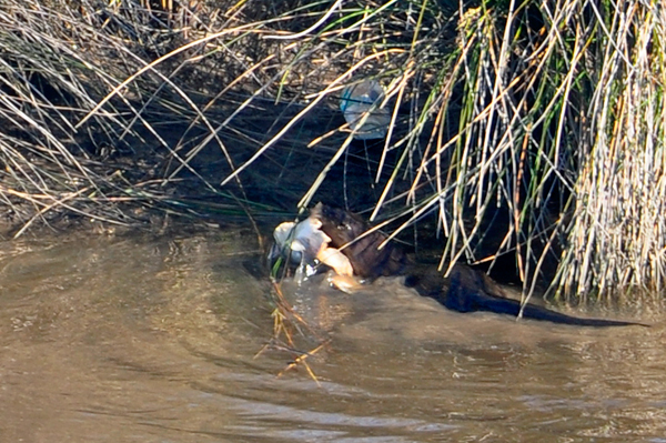 otter and a big catfish